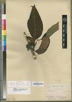 Image result for Multidentia crassa