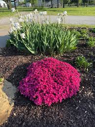 Image result for Dianthus