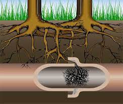 When A Tree Grows Too Close To A House Laidback Gardener Floor Drains Sewer Diy Plumbing