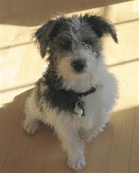 Available to approved homes.if your looking for high quality puppies, see why we make the difference. 10 This Is The Puppy For Me Ideas Shih Poo Puppies Dogs