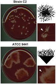 If inoculated into a wound, c. Comparative Pathogenomics Of Clostridium Tetani