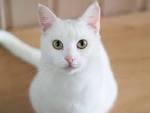 Meet the White Cat Breeds | Petfinder