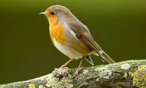 Robin 007 Jpg 460 276