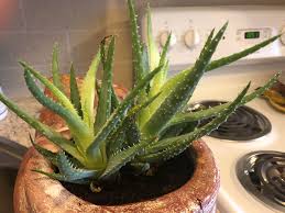 Simply insert your finger into the soil up to the second knuckle. Help My Poor Aloe Vera Plant I Know It Needs Water From The Dry Ends But What Is Up With The Light Growth In The Middle Not Enough Sun Houseplants