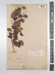 Image result for Maprounea