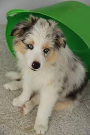 Happy blue merle border collie dog on orange background. 21 Blue Merle Border Collies Ideas Collie Blue Merle Border Collie