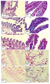 Image result for Phragmanthera capitata