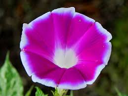 Image result for Ipomoea ephemera