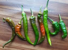 Check spelling or type a new query. Bayu Farm Penyakit Tanaman Cili Antraknos Penyakit Facebook