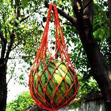Also, how do i make it so it only grows on stone? How To Grow Pumpkins Vertically On A Trellis Gardener S Path