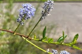 Image result for Eriosema flexuosum