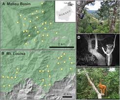 Now a new alliance, work: Frontiers Life In The Canopy Using Camera Traps To Inventory Arboreal Rainforest Mammals In Borneo Forests And Global Change
