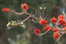 Image result for Erythrina lysistemon