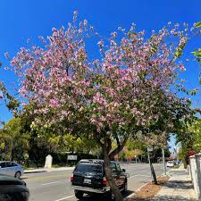 Image result for Bauhinia variegata