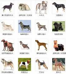 狗狗品种名字图片大全 告诉你世界上的犬种有哪些 玄学网 dog photos dogs pets