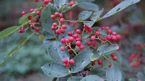 Image result for Zanthoxylum