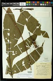 Image result for Tectaria angelicifolia