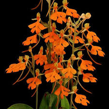 Image result for Habenaria aberrans