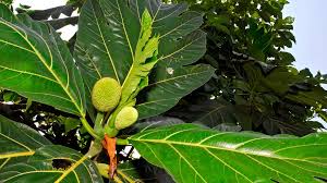 Image result for Moraceae