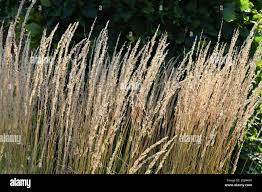 Image result for Sorghastrum stipoides