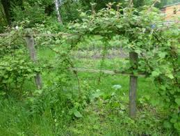 Himbeeren sind eine delikatesse und zudem reich an mineralien und vitaminen. Himbeeren Aus Dem Eigenen Garten Nachgeharkt