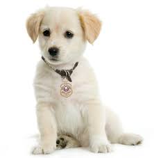 Gold Plated K 9 Honor Badge Dog Tag Charitymagnets What are some of your favorite male dog names? gold plated k 9 honor badge dog tag