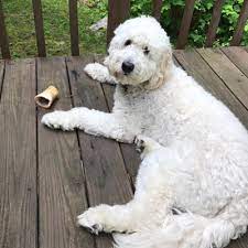 We have an f1 goldendoodle on the right and an english cream f1b goldendoodle on the left. F1b English Cream Goldendoodle Off 51 Www Usushimd Com