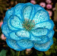 We did not find results for: Rare Flower Photos Flower Info