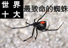 地 蜘蛛 毒