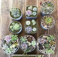 This is because their leaves can absorb, reflect, or diffract background noise to make the living space more comfortable. Succulent Arrangements From Treehouse Succulents Succulents Succulent Arrangements Tree House