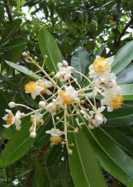 Image result for Calophyllum inophyllum