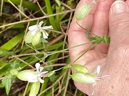 Image result for Silene bellidioides