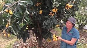Bonsai Lovers Dwarf Loquat Tree Facebook