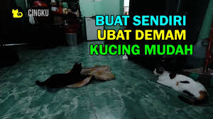 Kenali terlebih dahulu karakter dari kucing persia melalui artikel ini sebelum anda memeliharanya di rumah! Buat Ubat Demam Kucing Sendiri Mudah Sahaja Youtube