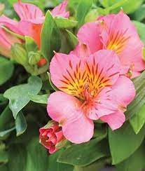Alstroemeria Colorita Elaine Burpee Alstroemeria Peruvian Lilies Bulb Flowers