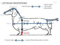 mini dachshund weight chart mini dachshund dachshund