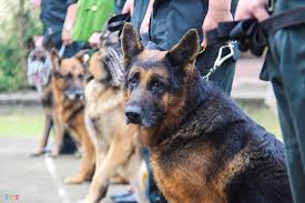 Ti&ecirc;u chuẩn ch&oacute; nghiệp vụ bảo vệ rừng trong c&aacute;c đơn vị Kiểm l&acirc;m