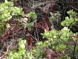 This medium sized manzanita is distinguished by it's dark red almost purple bark and deep pink flowers. Manzanita Wikipedia