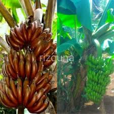 Pohonnya sendiri sekitar tiga sampai. Bibit Pisang Merah Dan Pisang Morosebo Shopee Indonesia