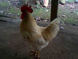 Ayam Jago Kluruk Youtube