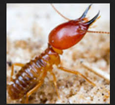 My mark pest control in hyderabad.we provide best pest solutions for all pests.with warranty. Mosquitoes Pest Control And Cockroach And Ants Control Service Provider Hyderabad Pest Control Services Hyderabad