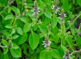 Image result for Ocimum lamiifolium