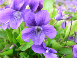 Image result for Viola abyssinica