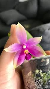 Image result for Leptoderris goetzei