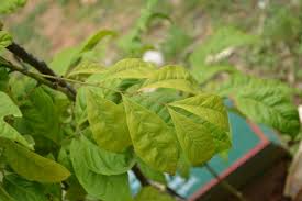 Image result for Clausena