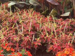 Image result for Coleus esculentus