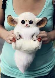 Here are 28 adorable baby animals that will melt your heart. Inari Fox Detenyshi Zhivotnyh Milye Detenyshi Zhivotnyh Tovary Dlya Zhivotnyh