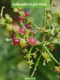 Image result for Salvadora