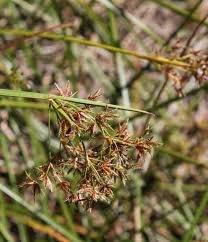 Image result for Cyperus denudatus