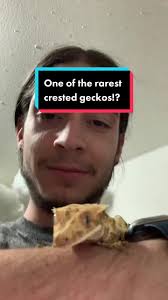 Descubre las Raras Morphs de Gecko